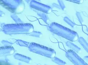 Lactobacillus-acidophilus